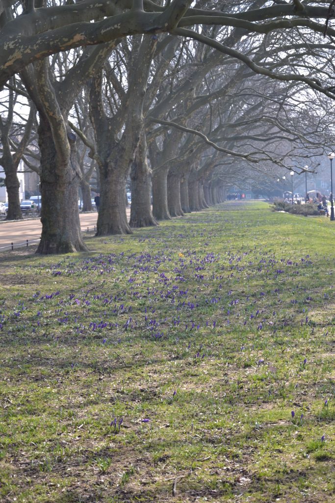 rząd drzew z fioletowymi kwiatami w trawie.