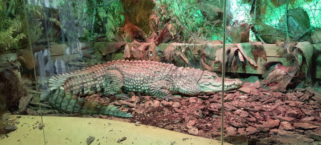 duży aligator leżący na kupie ziemi.