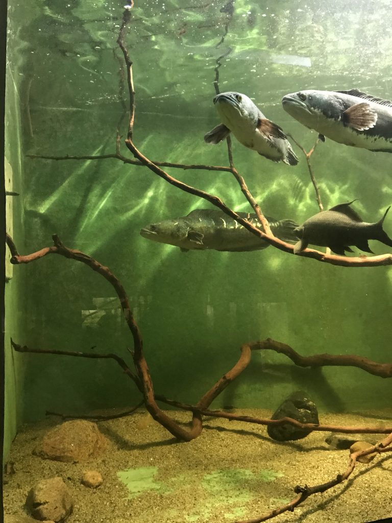 grupa ryb pływających w akwarium.