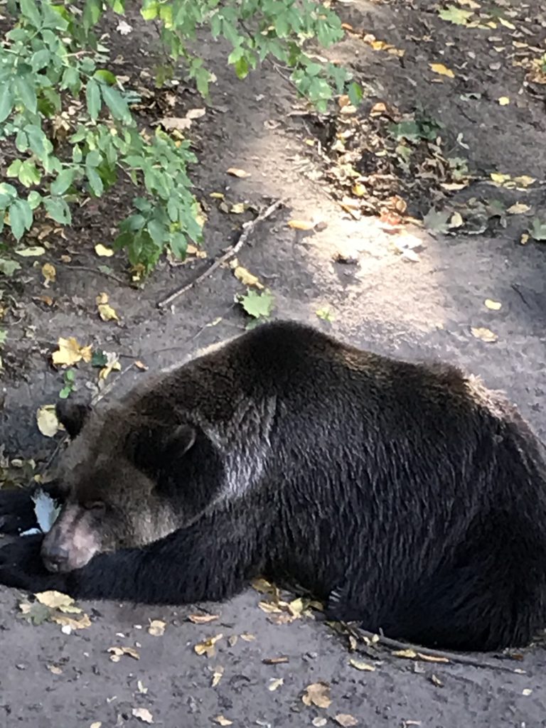 czarny niedźwiedź leżący na ziemi obok drzewa.